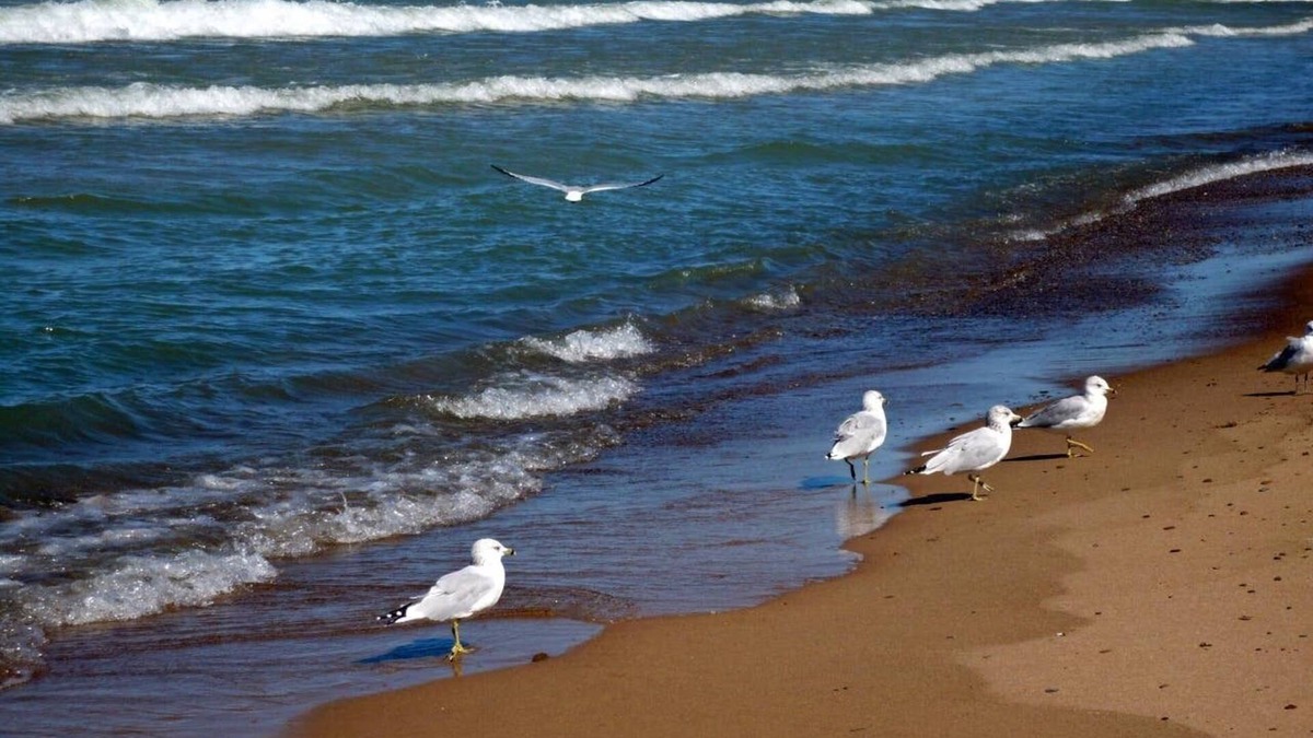 Michigan City Cottage | Walk to Lake Michigan Beach from Cottage in the Woods - *Seaside Fired Smores*