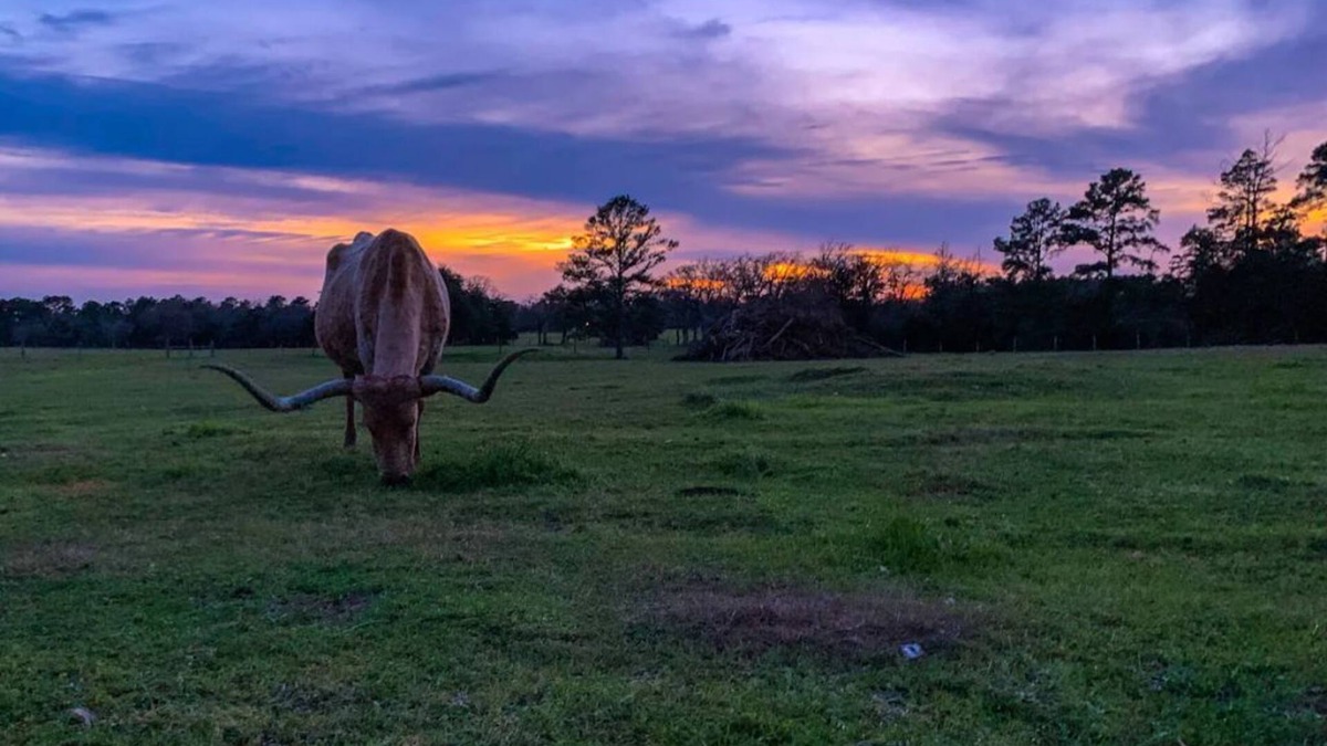 Warda Apartment | Warda Bluff Creek Ranch - Longhorns and Trails