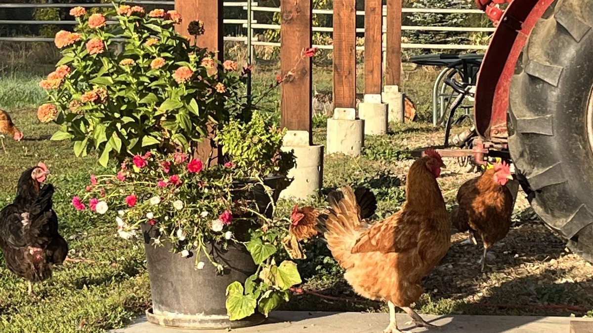 British Columbia Interior House | Waterside Poultry Ranch Barn Loft