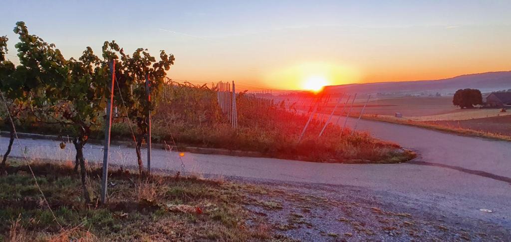 Schwaigern Apartment | Weingut Will und Würz Lemberger