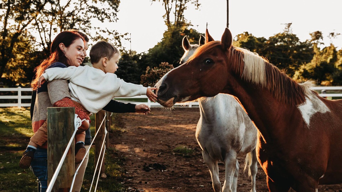 Springtown Other | Welcome to our quiet 8 acre horse farm/Rescue in Hellertown Pennsylvania!