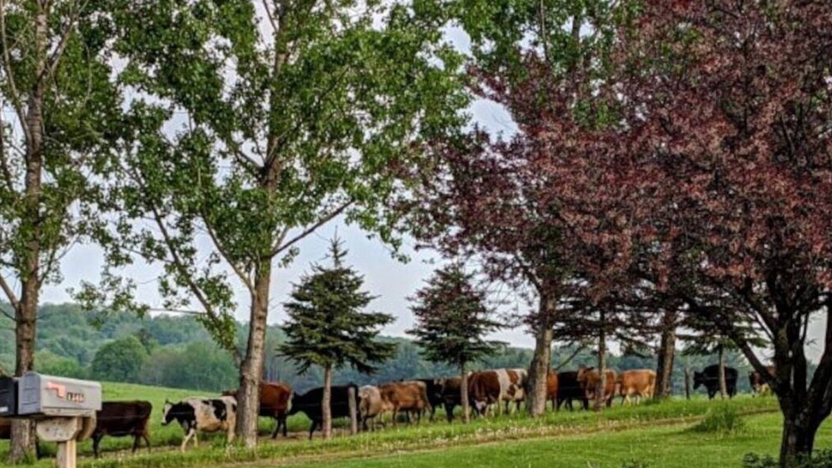 Laurens Apartment | Welcome to The Bull-Pen