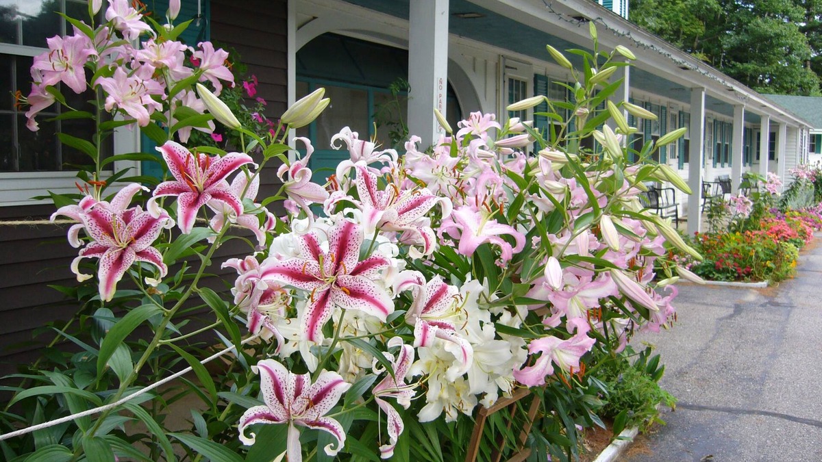 North Conway Hotel | White Trellis Motel