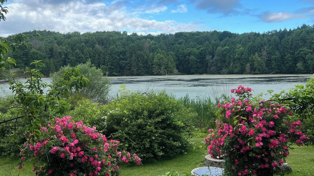 Lanesborough House | Wildlife Lakeside Cottagenbeautiful views, amazing wildlife, great location