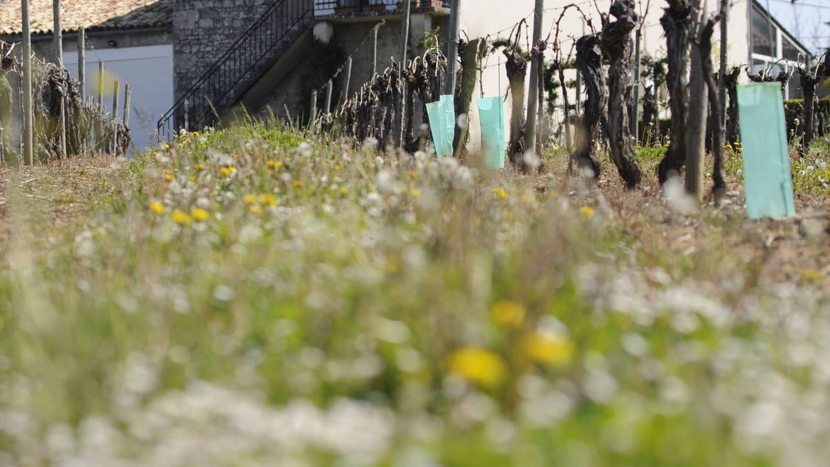 Margueron House | Winetourism in the heart of Bordeaux