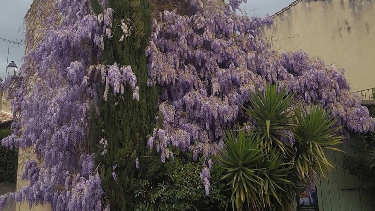 Aigues-Vives Apartment | Wisteria