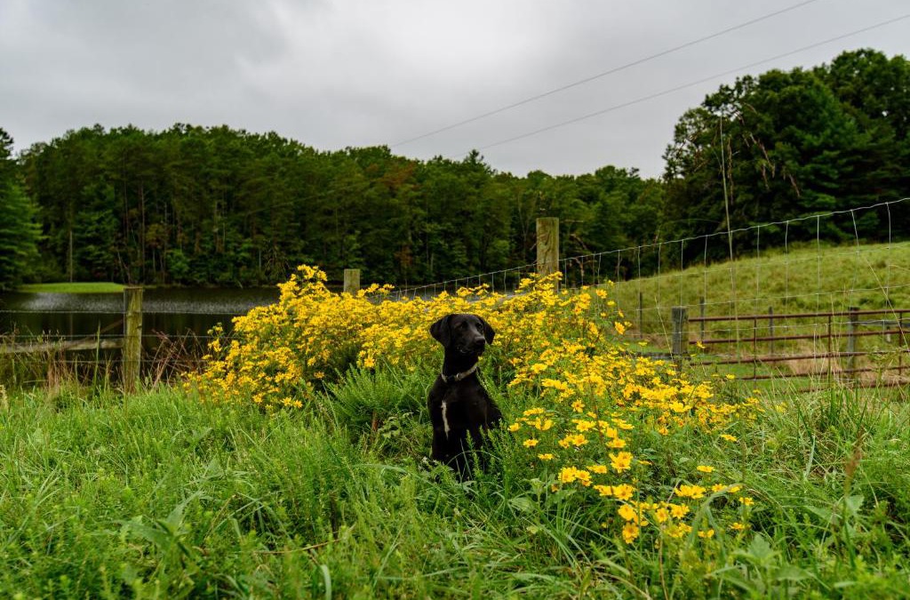 Ararat Bed & Breakfast | Wolf Creek Farm B&B and Motorcycle Manor at Wolf Creek Farm, LLC
