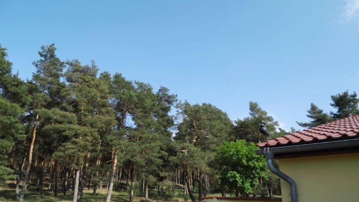 Westerhausen House | World Heritage town of Quedlinburg Wernigerode Animal park & ⛱️Freibad in the town 🚂Brockenbahn