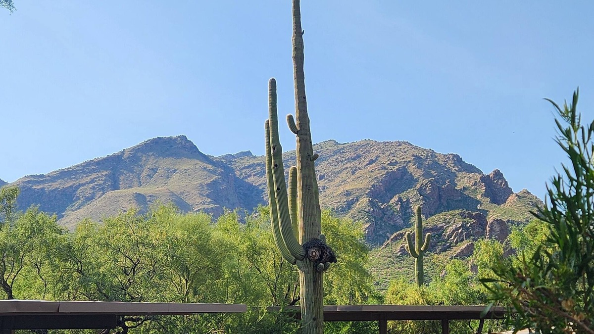 Tucson Condo | Your Serenity in a Sonoran Oasis