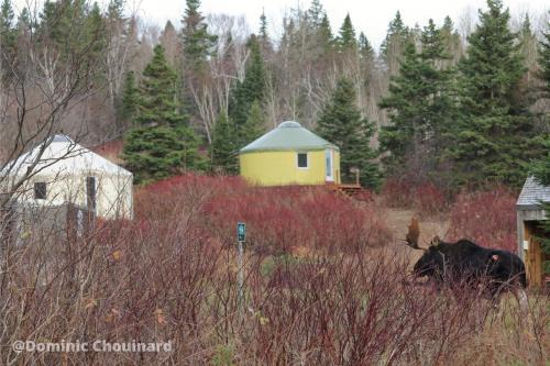 Gaspe Other | Yourtes Forillon