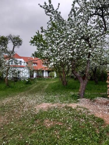 Bicfalau Bed & Breakfast | Zöld Diófa Panzió