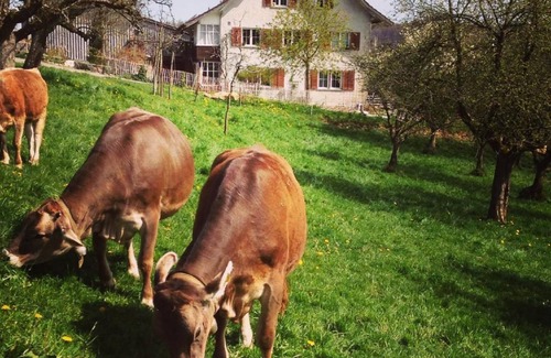 Schneisingen Apartment | 60 m² Apartment ∙ 2 bedrooms ∙ 4 guests