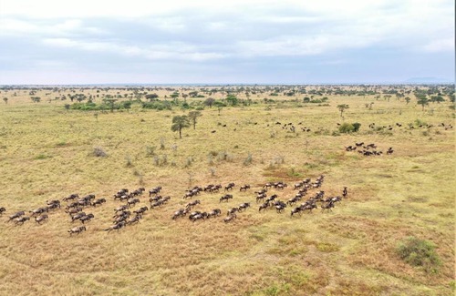 Serengeti National Park Other | Africa Safari Serengeti Ikoma Camping