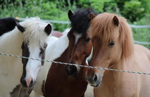 Pergola Apartment | Agriturismo Colle del Lupo