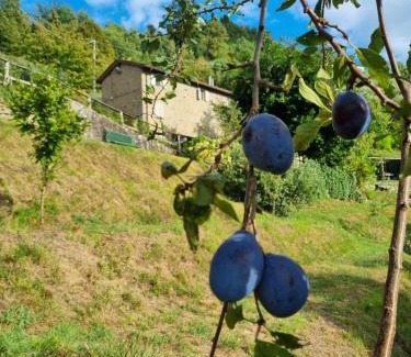 Pescia Apartment | All ' ombra del lauro