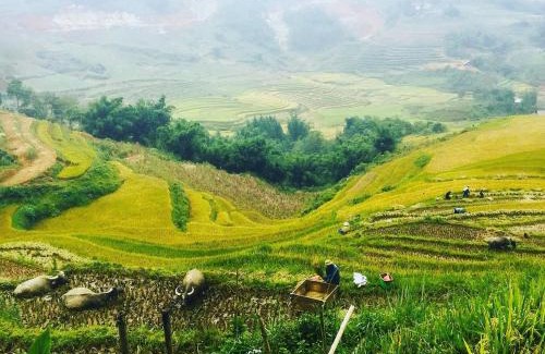 Sa Pa Apartment | Authentic Homestay Sapa