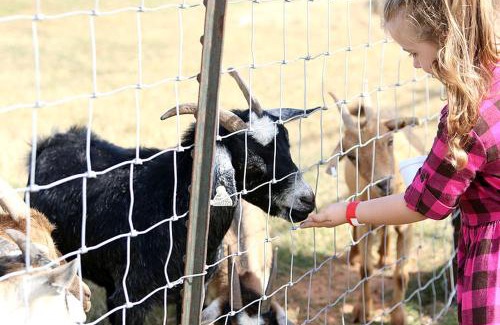 South Oklahoma City House | Authentic Wagon Rentals for a Family Getaway near Norman, Oklahoma