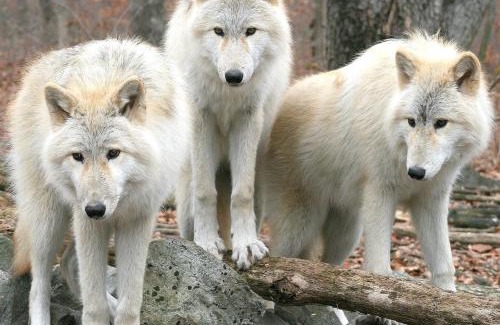 Chatenois Apartment | Aux 3 Loups