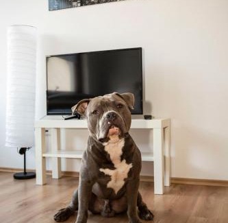 Klushof Apartment | AVR Apartment HOF 8