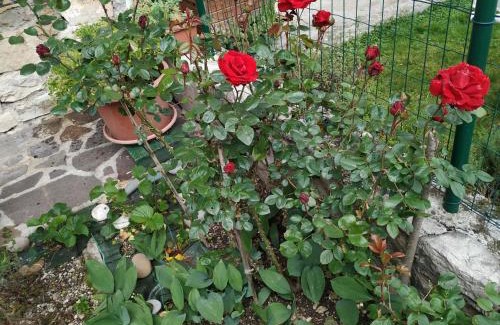 Miane Bed & Breakfast | B&B Casa Lisa