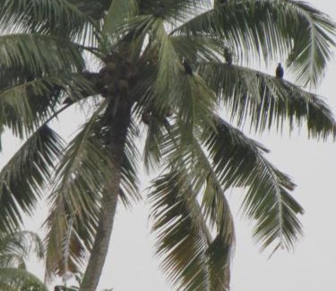 Kumarakom House | Backwater Breeze