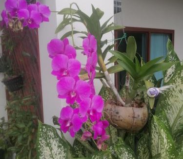 Kantang Bed & Breakfast | Bo Pla Homestay