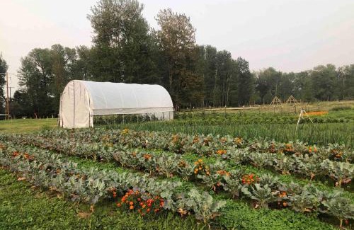 Bozeman Other | Bodhi Farms