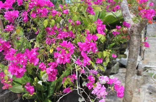 Batu Bolong House | Bougainvillea