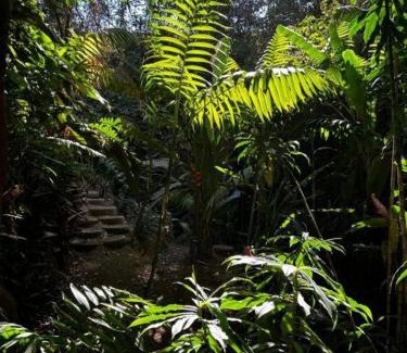 Alajuela Villa | Bromelias