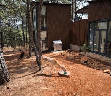 Atemajac de Brizuela Ski Chalet | Cabaña Arroyo de los Venados