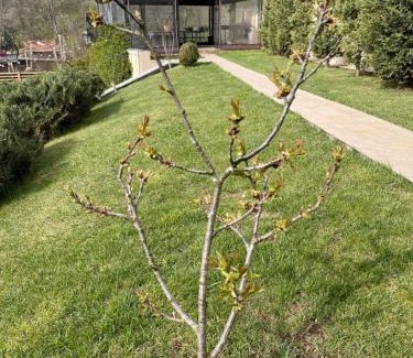 Izvoranu Villa | Casa Beatrice