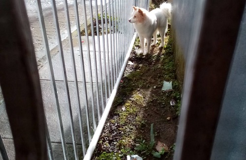 Matagalpa Other | Casa Centrica en La Dalia a 1 C. gasolinera Puma, Apto para familias y mascotas