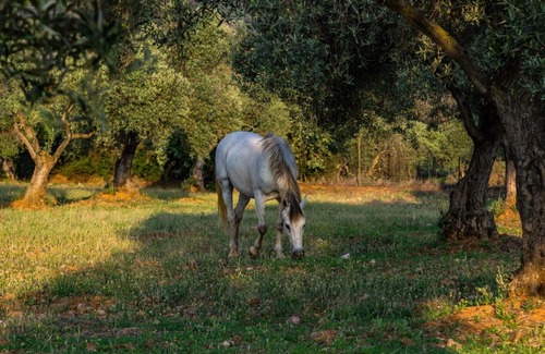 Penarroya-Pueblonuevo House | Casa Rural Finca Las Picazas