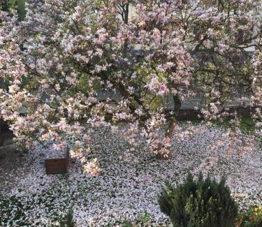 Sainte-Croix-aux-Mines Bed & Breakfast | chambres d'hotes " Le Magnolia "