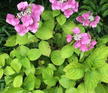 Senlis Bed & Breakfast | chambres de la Nonette
