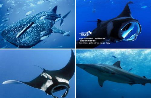 Hithadhoo House | Clove Stay by Clove Travels