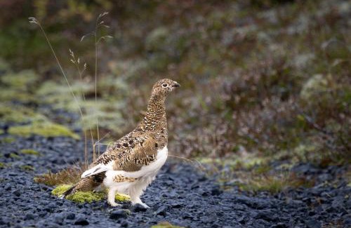 Veidilundur House | Cozy cottage near Þingvallavatn