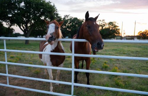 Era House | Dog-Friendly Texas Ranch with Patio, Horses On-Site