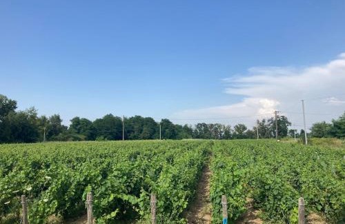 Beaulieu-sur-Loire House | Domaine isolé dans les vignes avec sa jacuzzi house