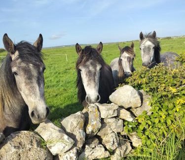 Doolin House | Doolin Lanelodge -Room Only-