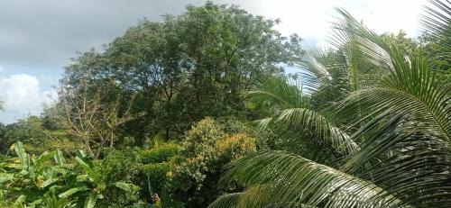 Mahe Island Apartment | Ecolodge Self-Catering 3