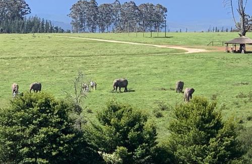 Buffalo Hills Game Reserve House | Elephant View Homestead