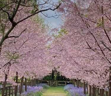 Tamahere Bed & Breakfast | English Cherry Tree Manor