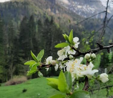 Gams bei Hieflau House | Ferienhaus Akogelblick