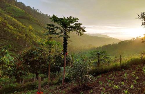 Tulipe House | Finca Sacha Muyu