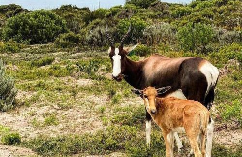 Gansbaai House | Fynbos Barn