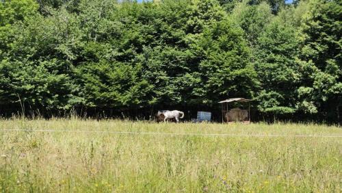 Saint-Merd-de-Lapleau Apartment | Gîte de France Le rouzeyrol 3 épis - Gîte de France 12 personnes MAE-9674