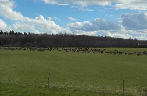 La Trinite-des-Laitiers House | Gîte en pleine nature avec animaux admis, proche de la forêt - FR-1-497-227