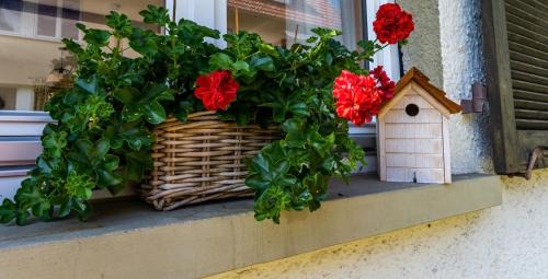 Schoenau im Schwarzwald House | GartenFerienhaus "AnnaLuise"