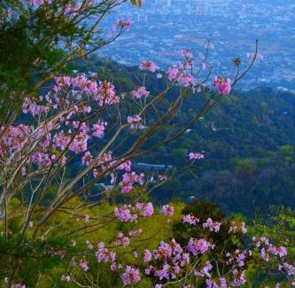 Newcastle Apartment | Ginger Lodge Cottage, Peters Rock, Woodford PO St Andrew, Jamaica - this property is not in Jacks Hill